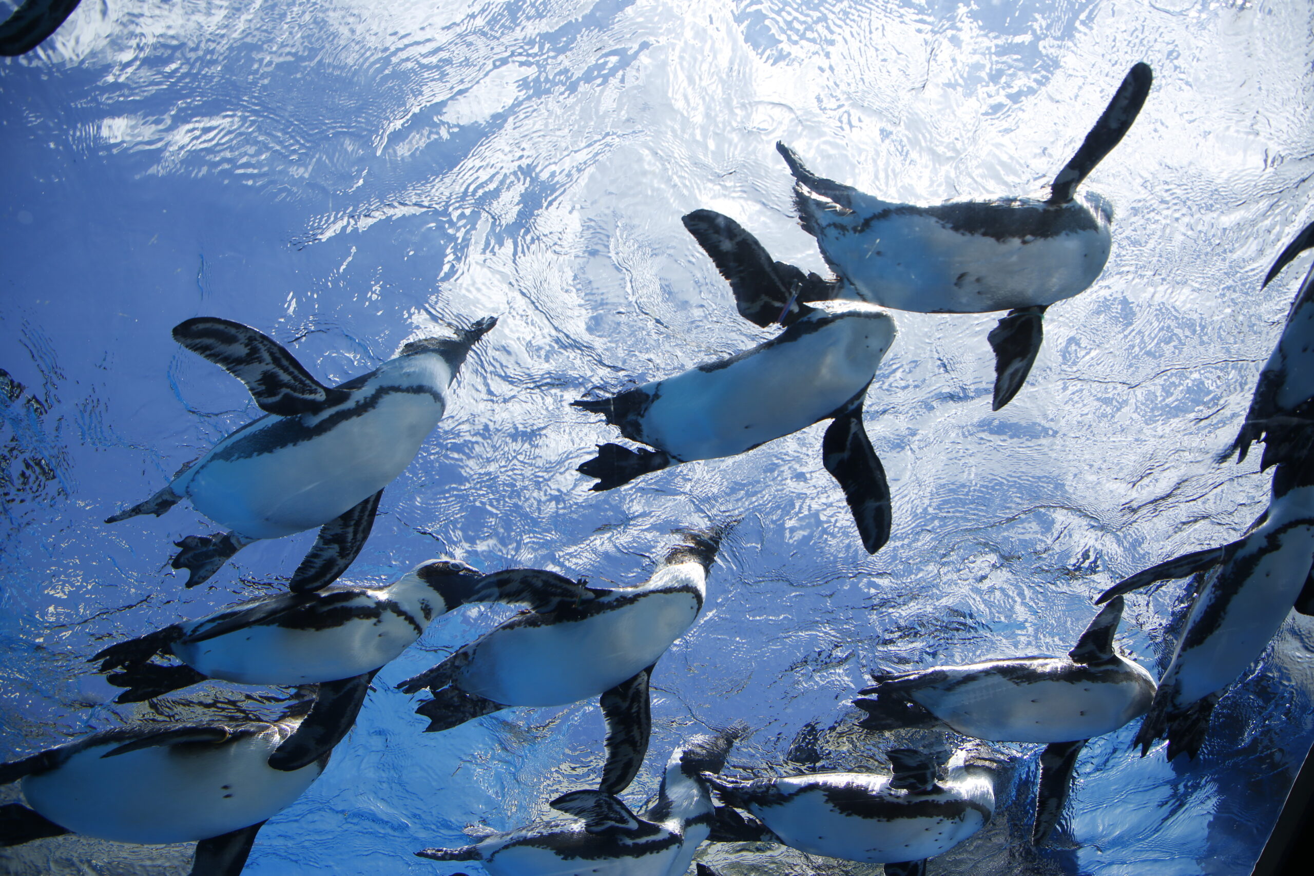 サンシャイン水族館の雰囲気